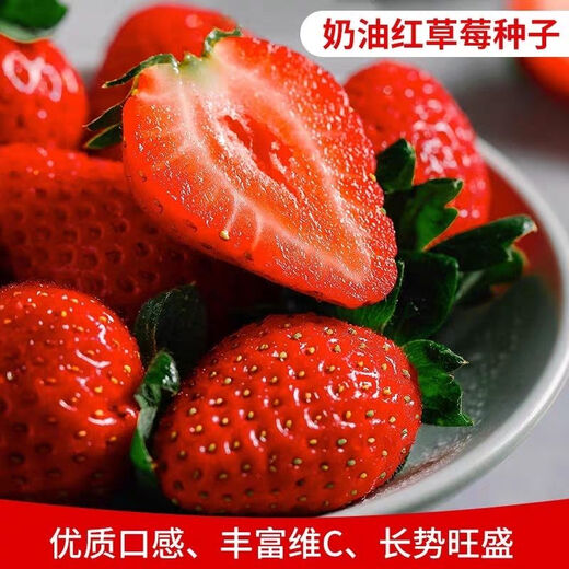 Four Seasons Cream Strawberry Seeds Spring and Autumn Home Balcony Potted Plants for Beginners Easy to Grow Fruit Red Strawberry Seeds Cream Red Strawberry Seeds/Pack About 100 capsules 5 packs