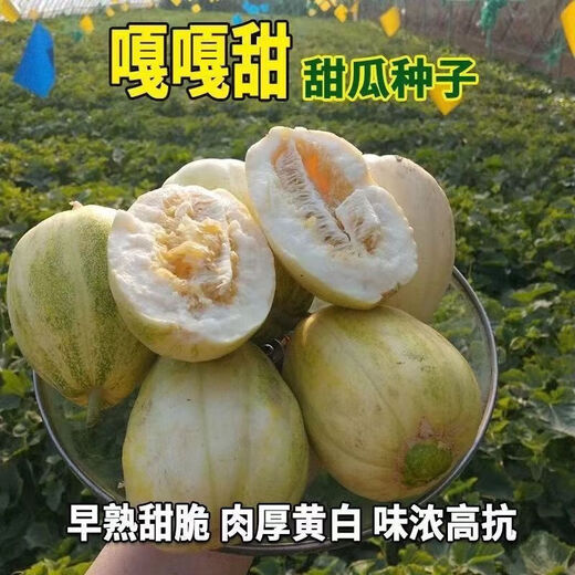 Gagatian Northeastern cantaloupe seeds, yellow melon fruit seeds, easy to grow in spring and autumn, high sugar content, old farm varieties, Gagatian seeds, 3 packs, about 300 grains