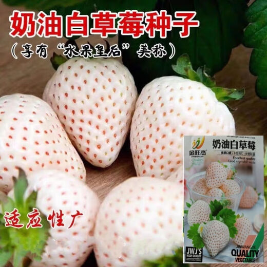 Creamy white strawberry seeds, four-season white strawberry seeds, vegetable seeds, red-faced family potted plants, balcony planting, creamy white strawberry seeds/pack, about 100 capsules, 3 packs