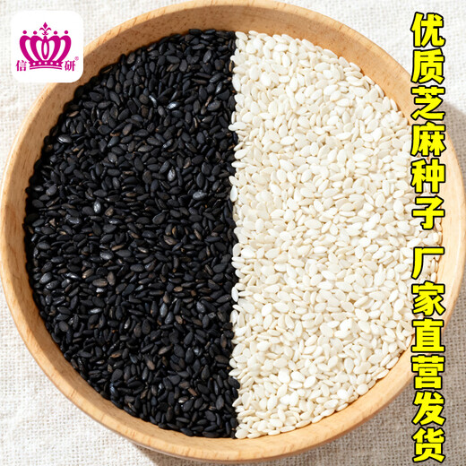 Xinyan high-yielding sesame seeds, four-sided, high-oil, multi-resistant black and white sesame seeds planted in farm fields, spring and summer four-season vegetable seeds, high-yielding black sesame seeds, gold-grade black sesame seeds, 30g*1 bag