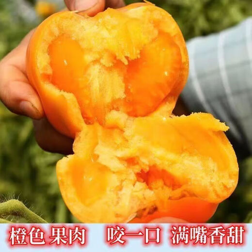 Rhubarb persimmon seeds, yellow tomato seeds, yellow imperial concubine tomato seeds, Northeast large fruit spring vegetable seeds, rhubarb tomato seeds/pack, about 200 capsules, 2 packs