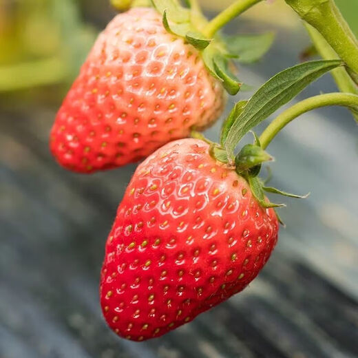 Four Seasons Cream Strawberry Seeds Spring and Autumn Home Balcony Potted Plants for Beginners Easy to Grow Fruit Red Strawberry Seeds Cream Red Strawberry Seeds/Pack About 100 capsules 5 packs