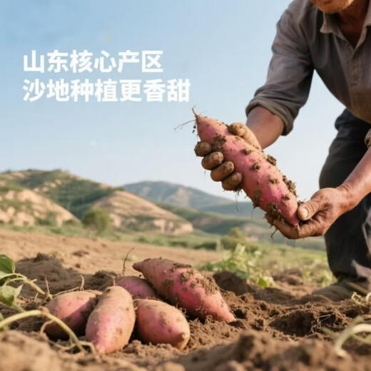 Freshly dug sandy sweet potato air fryer sweet potato sandy floor chestnut potato fresh self-grown Longjiu authentic yellow heart sweet sweet sandy sweet potato 2Jin Jin equal to 0.5kg with box small and medium fruit