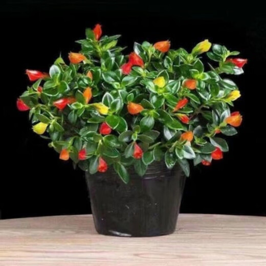 All-season evergreen goldfish spider plant potted indoor green plants, flowers, succulents, money trees, easy to maintain and live in the living room 01 goldfish spider plant, 20-30 pieces in the whole pot, original pot soil