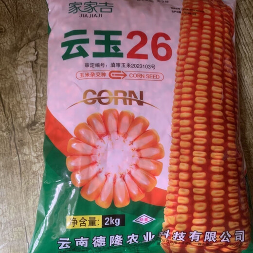 Yunyu No. 26 Yunnan and other high-yield and high-quality big sticks Guangshi 2 kilograms of original Yunyu No. 26 Yunyu No. 26 Yunnan and other high-yield and high-quality big sticks Guangshi 2 kilograms of original Yunyu No. 26