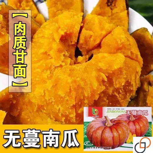 Vineless pumpkin seeds, sweet pumpkin, chestnut flavor powder, glutinous and sweet chestnut pumpkin seeds, high yield and disease resistance, original, one pack, about 20+, vineless pumpkin seeds