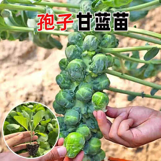 Spore cabbage seedlings, beef heart and collard brussel sprouts, purple cabbage seeds, cabbage seedlings, cabbage seedlings, tropical soil resistant, 6 spore cabbage seedlings