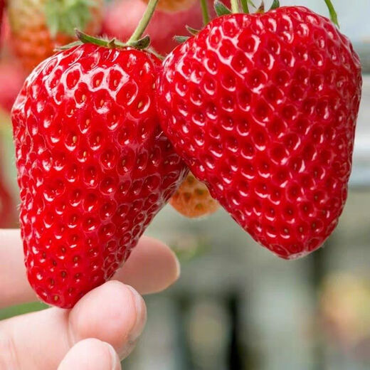 Four Seasons Cream Strawberry Seeds Spring and Autumn Home Balcony Potted Plants for Beginners Easy to Grow Fruit Red Strawberry Seeds Cream Red Strawberry Seeds/Pack About 100 capsules 5 packs