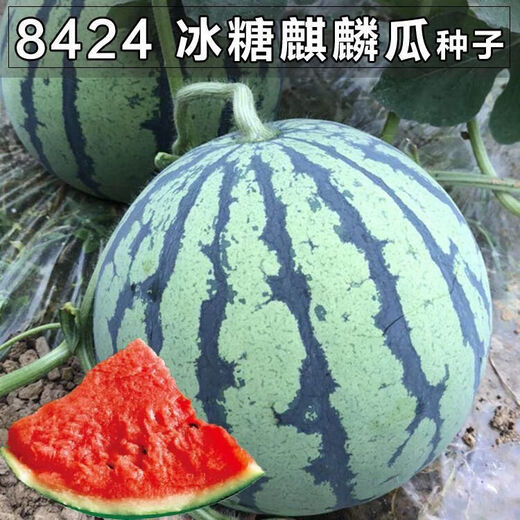 Watermelon Set, Watermelon Seeds, Watermelon Balcony Potted Plants, Farmhouse Garden Melon Seeds, Lazy Man King Watermelon Seeds, 2 packs, about 100 pieces