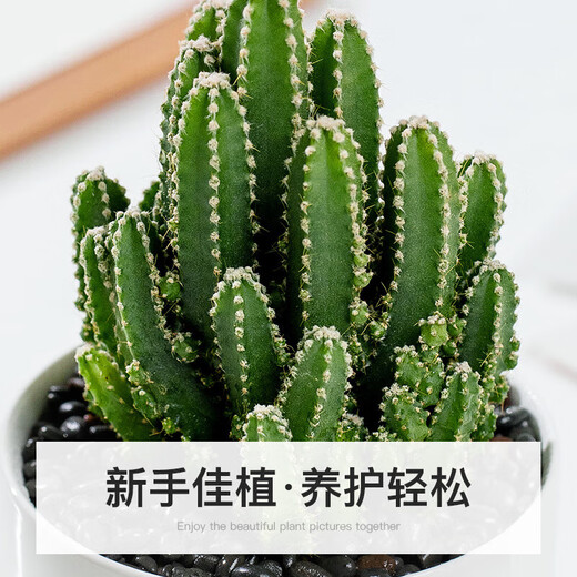 Cactus potted cactus, Wan Zhong Mountain, succulent flowers and green plants, easy to maintain and easy to live, desktop decorations in the office, 1 small original pot of original soil (Wan Zhong Mountain). If you have pot soil at home, you can buy it. Contains a pot.