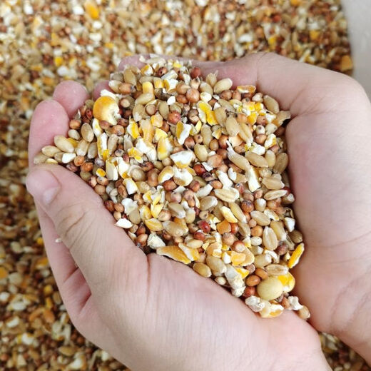Sorghum, wheat and chopped corn mixed with chicken, corn crushed residue, corn grits, chicken and duck grain, pigeon grain, rabbit, pig, hamster, 3 Jin Jin equals 0.5 kg (sorghum + wheat + chopped corn mixed)