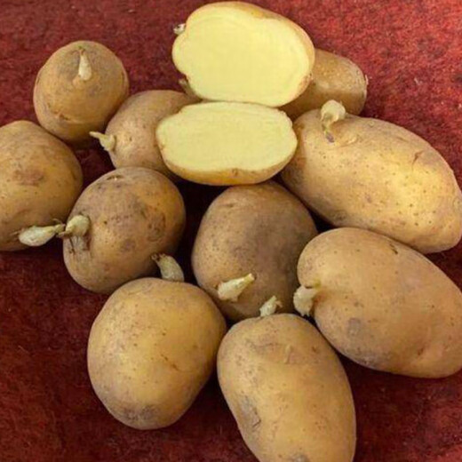 Qiuying high-yielding early-maturing yellow-skinned yellow-heart potato seeds Yunnan farmer's old variety yellow-heart budding potato seeds 500g