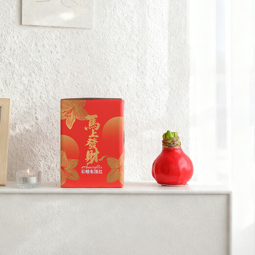 Destined Red 1 Amaryllis seed bulb imported from Peru