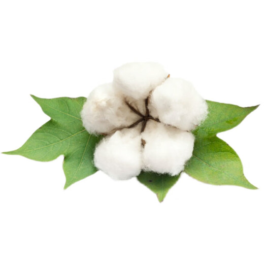 Qiuying lazy cotton cotton seeds for field planting, agricultural high-yielding spring seeds, insect-resistant cotton for all seasons, Snow White lazy cotton 10 grams, about 90 pieces
