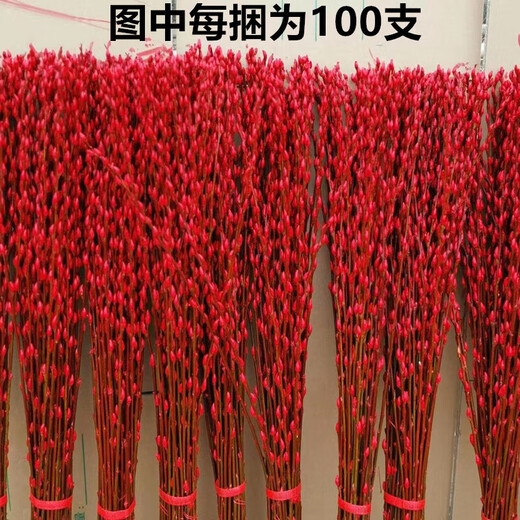 Silver willow real flowers, fresh branches, New Year's Eve flowers, red dried flowers, blessing bucket, silver willow, hydroponic plants, flowers, living room interior decoration, high-quality A-grade silver willow festive red 45 cm, 20 pieces + 2 small lanterns