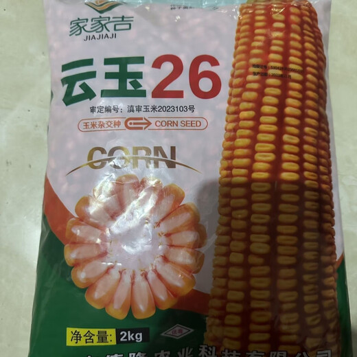 Yunyu No. 26 Yunnan and other high-yield and high-quality big sticks Guangshi 2 kilograms of original Yunyu No. 26 Yunyu No. 26 Yunnan and other high-yield and high-quality big sticks Guangshi 2 kilograms of original Yunyu No. 26