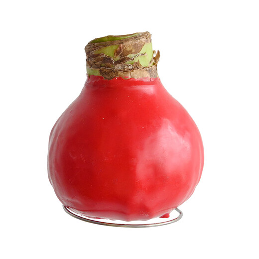 Destined Red 1 Amaryllis seed bulb imported from Peru