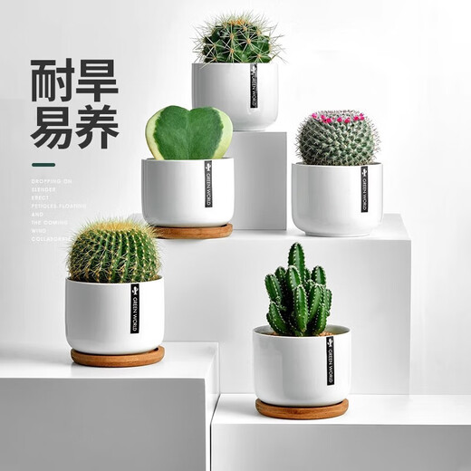 Cactus potted cactus, Wan Zhong Mountain, succulent flowers and green plants, easy to maintain and easy to live, desktop decorations in the office, 1 small original pot of original soil (Wan Zhong Mountain). If you have pot soil at home, you can buy it. Contains a pot.