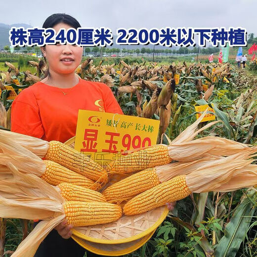 Манюань Тяньнун Сяньюй 999 низкостебельные высокоурожайные гибридные семена кукурузы Юньнань-Гуйчжоу-Сычуань красный и белый вал с большой палкой устойчивые к болезням и насекомым семена кукурузы устойчивые к болезням и устойчивые к насекомым Сяньюй 999 10 мешков оригинальные подлинные новые виды 2Цзиньцзинь, равный 0,5 кг / мешок