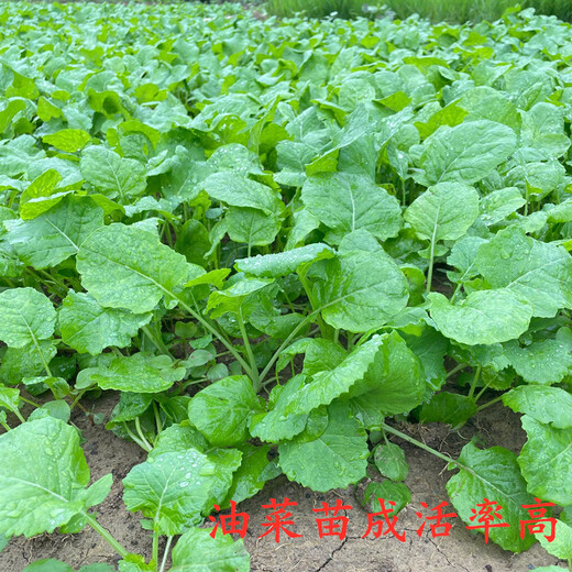 Autumn Ying rape seedlings, rapeseed seedlings, rapeseed seedlings, celery seedlings, autumn and winter high-yielding seedlings, vegetable seedlings, rapeseed seedlings, 20 rapeseed seedlings