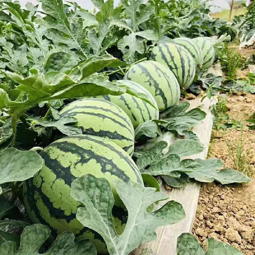 Watermelon set, watermelon seeds, watermelon balcony potted farmhouse garden melon seeds, various types of rock sugar unicorn watermelon seeds, 1 pack, about 50 pieces