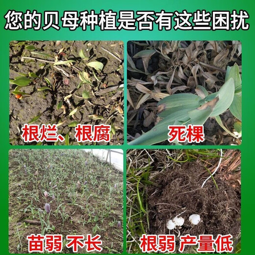 丰泽通蓝袋贝母种植专用肥土壤病菌消杀烂种根腐鳞茎膨大提质增产 丰泽通蓝袋3袋