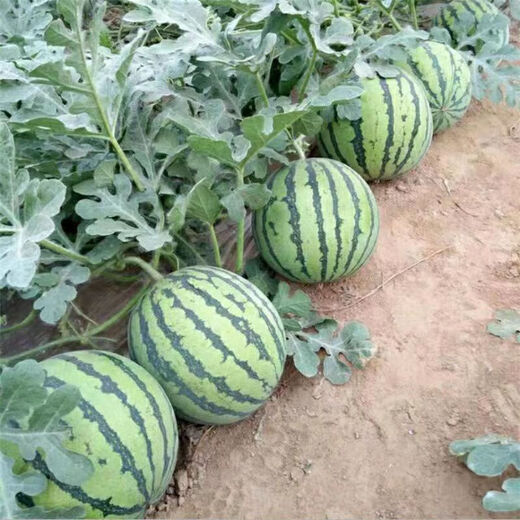 Watermelon set, watermelon seeds, watermelon balcony potted farmhouse garden melon seeds, various types of rock sugar unicorn watermelon seeds, 1 pack, about 50 pieces