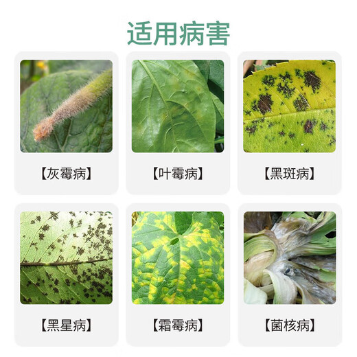 Bonsec 80% pyrimethanamine vegetable cucumber tomato gray mold special leaf mold sclerotinia pyrimidine pesticide fungicide