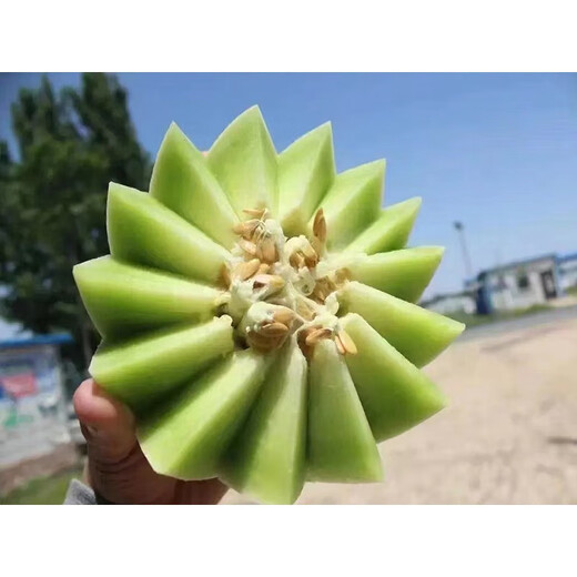 New Migu melon seeds, super sweet jade mushroom cantaloupe seeds, cantaloupe seeds, sweet melon seeds from the south and the north for all seasons, Migu