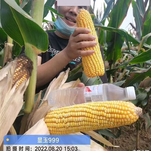 Манюань Тяньнун Сяньюй 999 низкостебельные высокоурожайные гибридные семена кукурузы Юньнань-Гуйчжоу-Сычуань красный и белый вал с большой палкой устойчивые к болезням и насекомым семена кукурузы устойчивые к болезням и устойчивые к насекомым Сяньюй 999 10 мешков оригинальные подлинные новые виды 2Цзиньцзинь, равный 0,5 кг / мешок
