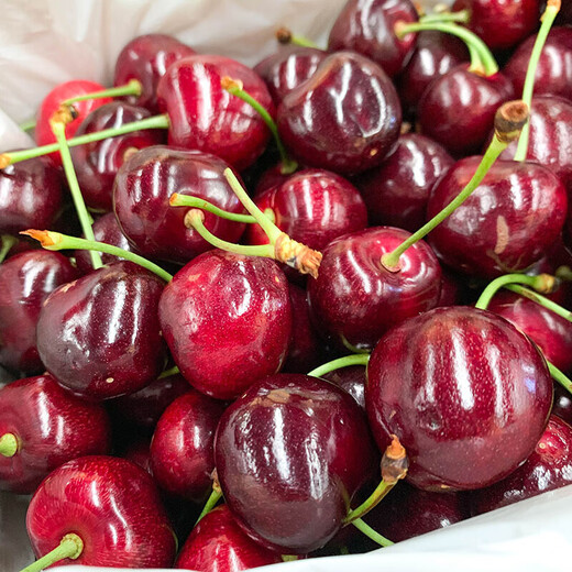 Bachiguo imported cherries from Chile air-shipped large cherries in stock direct delivery gift box seasonal fruits for pregnant women 450g (net weight) large fruit J grade single fruit 6-8g