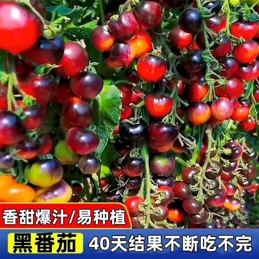 Black Tomato Seeds, Waterfall Tomatoes, Black Pearl Tomatoes, Small Tomato Seeds, Potted Cherry Tomato Fruit Seeds, Black Falls Cherry Tomato Seeds/pack, about 200 capsules, 5 packs
