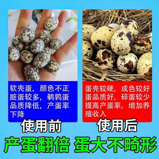 Luan magnetic quail egg-laying king, egg-increasing treasure quail, special egg-stimulating and egg-laying material to supplement nutrition and enhance physical fitness, quail eggs are abundant, quails lay eggs fiercely, 3 bags, lay eggs every day