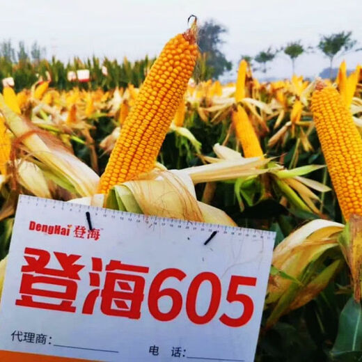 Dual-country review of Shandong 605 corn seeds, red shaft, short stems, large sticks, disease resistance, lodging resistance, high temperature and humidity resistance, Shandong Denghai 605 corn seeds, 4200 grains/bag