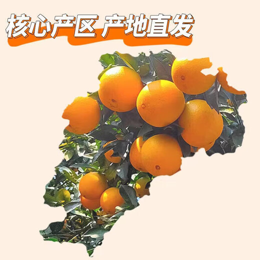 正宗赣南早橙手剥橙10斤当季水果新鲜现摘果冻橙伦晚脐橙 带箱2斤60-70mm
