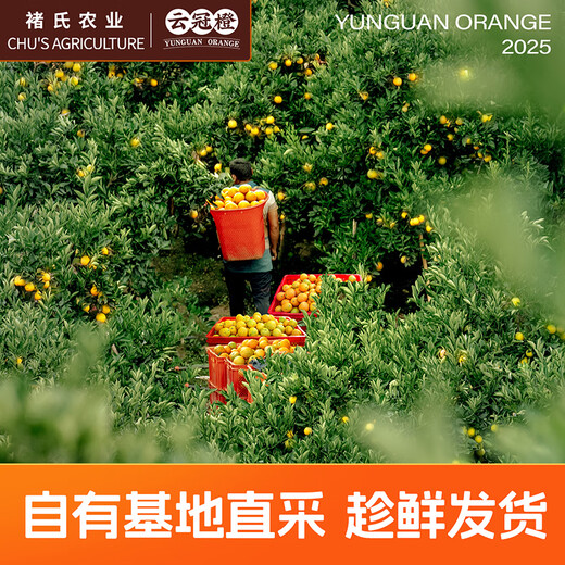 云冠橙净重10斤装2025褚橙官方云南冰糖橙当季新鲜水果礼盒橙子产地直发 优级果云冠橙 5kg