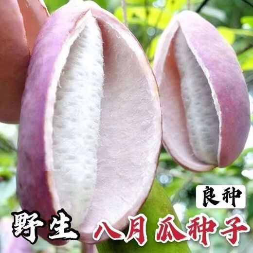 August melon, August fried seeds, new dietary fiber seeds, four-season climbing vines, balcony potted edible fruit seeds, August melon seeds/pack, about 20 capsules, 5 packs