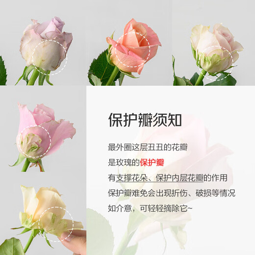 10 single-headed roses in random colors