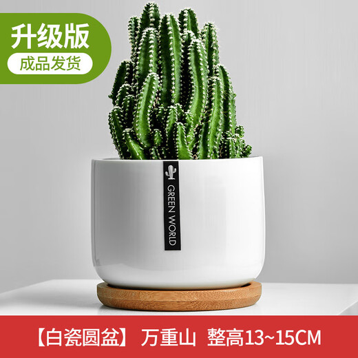 Cactus potted cactus, Wan Zhong Mountain, succulent flowers and green plants, easy to maintain and easy to live, desktop decorations in the office, 1 small original pot of original soil (Wan Zhong Mountain). If you have pot soil at home, you can buy it. Contains a pot.