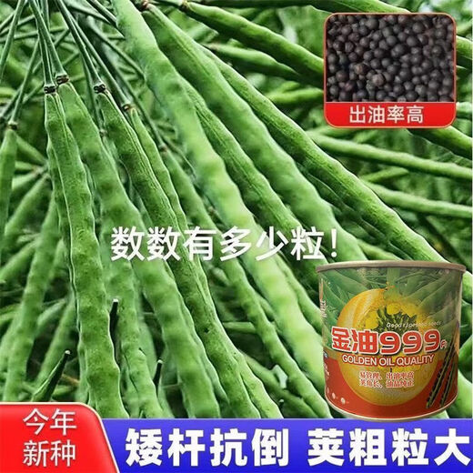 Spring and Autumn Golden Oil 999 Rapeseed Seed Certified High Yield Oil King Oil Pure Short Stem Early Mature Black Seed Resistant to Cold and Drought Resistant Golden Oil 999 Rapeseed Seed 5 cans about 500g