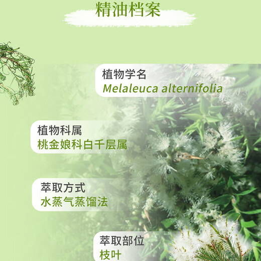 DoTERRA lavender essential oil helps sleep, soothes immunity, lavender aromatherapy oil, tea tree 15ml, anti-acne and antibacterial