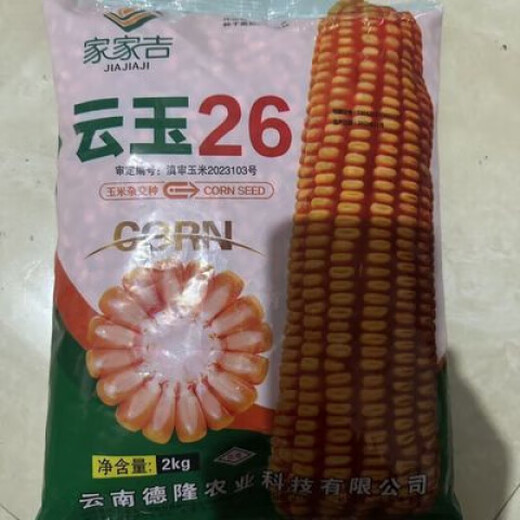 Yunyu No. 26 Yunnan and other high-yield and high-quality big sticks Guangshi 2 kilograms of original Yunyu No. 26 Yunyu No. 26 Yunnan and other high-yield and high-quality big sticks Guangshi 2 kilograms of original Yunyu No. 26