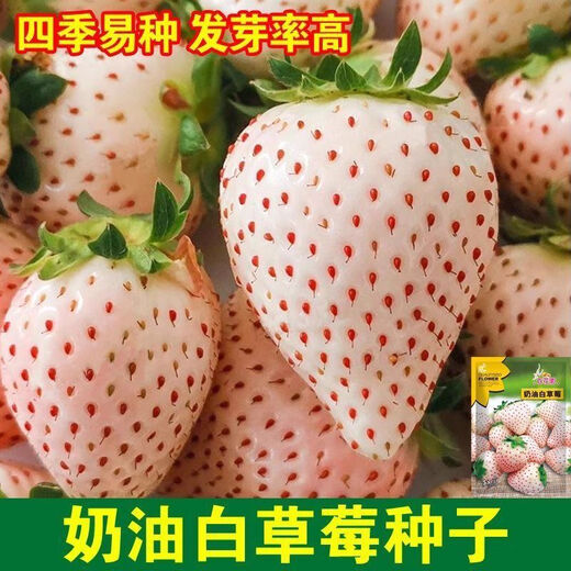 Creamy white strawberry seeds, four-season potted strawberry seedlings, milkberry seeds, balcony potted courtyard fruit seeds, creamy white strawberry seeds, original pack of 100