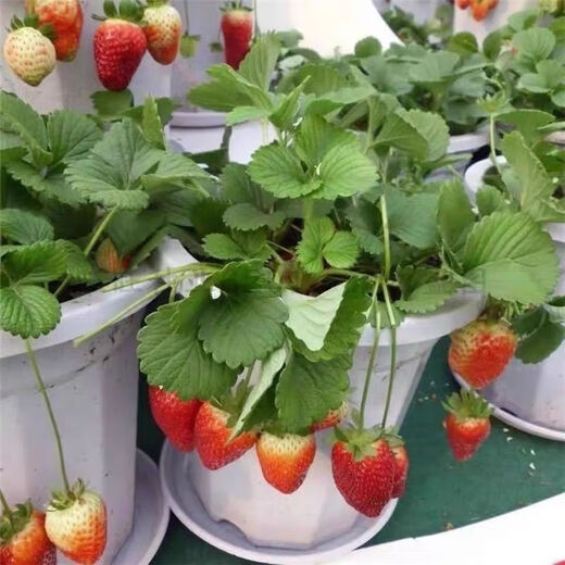 Four Seasons Cream Strawberry Seeds Spring and Autumn Home Balcony Potted Plants for Beginners Easy to Grow Fruit Red Strawberry Seeds Cream Red Strawberry Seeds/Pack About 100 capsules 5 packs