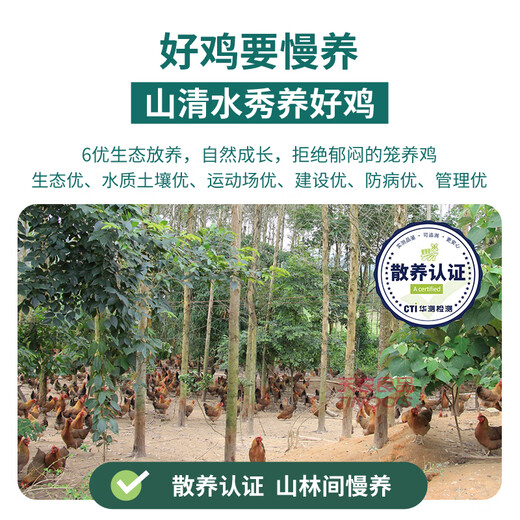 Tiannong Qingyuan Chicken Old Hen Whole Chicken 2Jin Jin equals 0.5kg Ecological Free Range 300 Days Free Range Chicken Frozen Confinement Stew