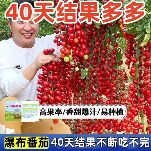 Sweet and juicy waterfall cherry tomato seeds, cherry tomato seeds for sowing potted vegetables in all seasons, red waterfall cherry tomato seeds/pack, about 200 capsules, 1 pack