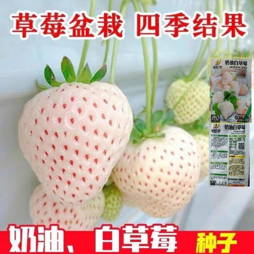 Creamy white strawberry seeds, four-season white strawberry seeds, vegetable seeds, red-faced family potted plants, balcony planting, creamy white strawberry seeds/pack, about 100 capsules, 3 packs