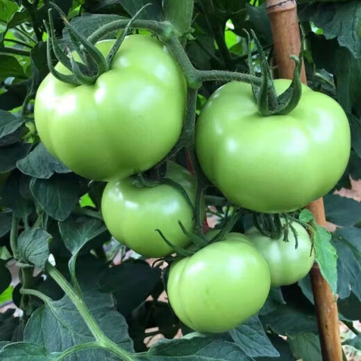Thieves do not steal green tomato seeds, green tomato seeds, green tomato seeds, high-yield fresh vegetable and fruit seeds in the field, apple green tomato seeds, 2 packs of about 400 capsules