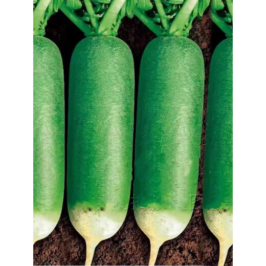 Newly planted this year, Shawo green-skinned fruit radish seeds, rock sugar heart radish seeds, cold-resistant garden planting, new seeds good germination, 8 packs, about 2400 seeds