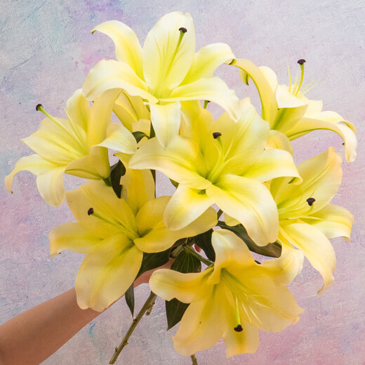 Jingdong Flowers Yunnan Kunming Flower Base Straight Hair Yellow Perfume Lily 9 Family Life Flowers Straight Hair Source